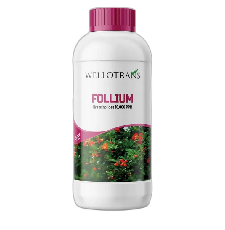 Folium